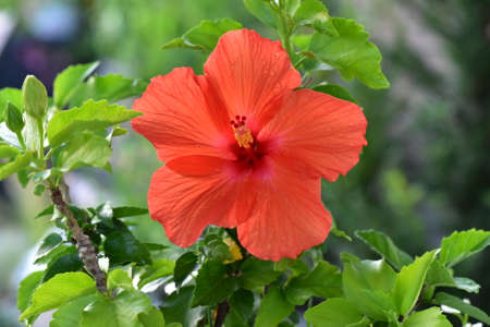 Flowers in nature. Hibiscus.の写真素材