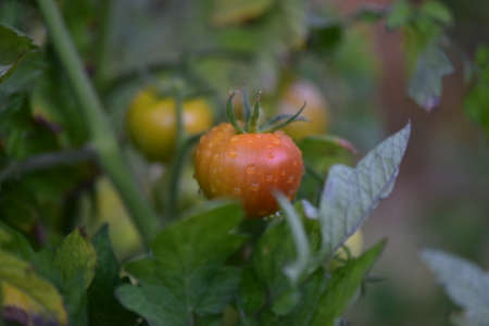 Tomato on a branch.の写真素材