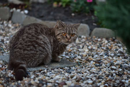 British Shorthair. Color: chocolate spotted.の写真素材