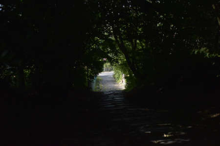 Road between treesの写真素材