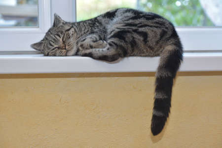 The cat is resting by the windowの写真素材