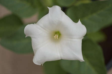 Flowers in nature. Daturaの写真素材