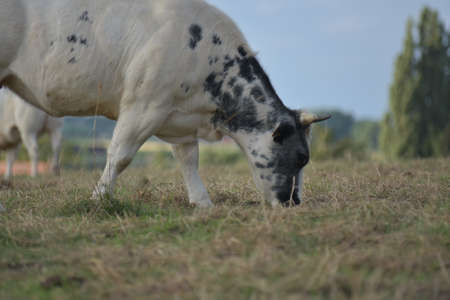 The cow is eating grassの写真素材
