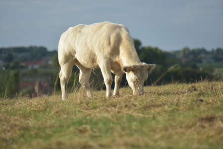 A cow is eating grass in the rays of sunsetの写真素材