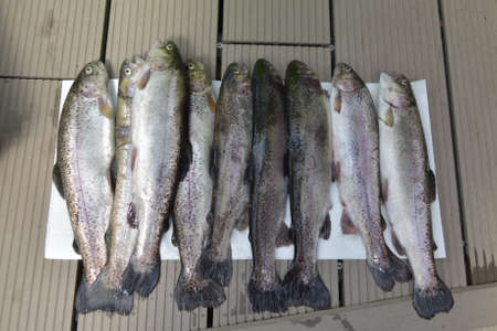 Fresh troutの写真素材
