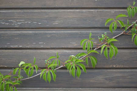 The green branch divides the spaceの写真素材