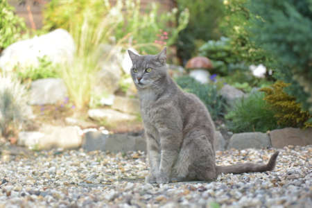 Gray cat in the gardenの写真素材