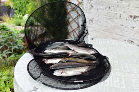 Fresh fish on the table in the gridの写真素材