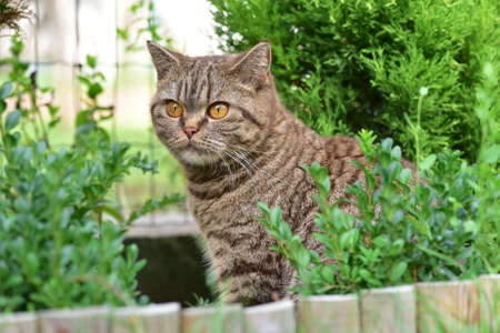 Chocolate cat with orange eyesの写真素材