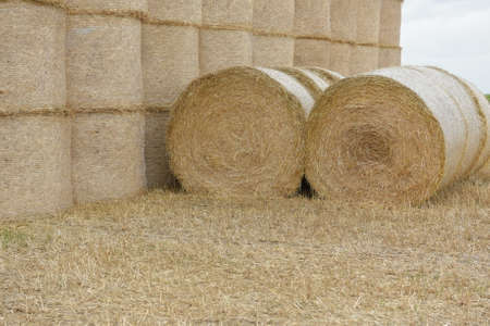 We prepare straw and hay for winterの写真素材