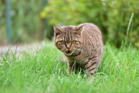 Cat shows fangsの写真素材