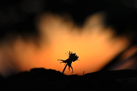 Flowers Silhouetteの写真素材