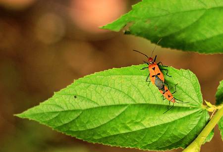 Red Cotton Bug in Love