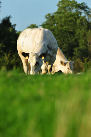 Cows in the countrysideの写真素材