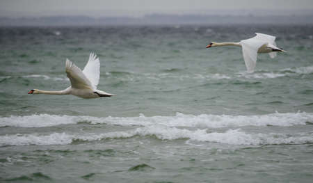 Two swansの写真素材