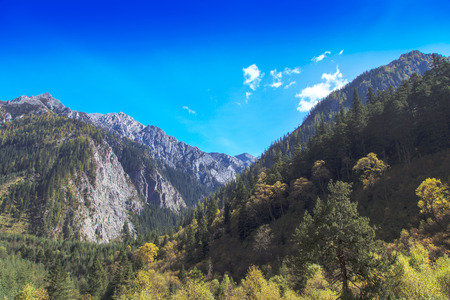 woodsの写真素材