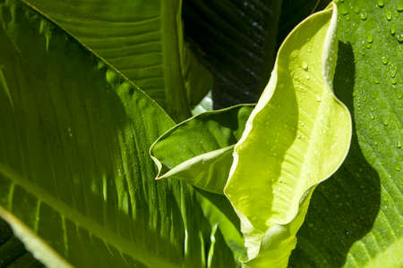 plantの写真素材