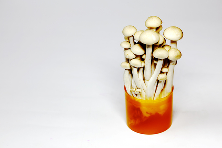 mushroomの写真素材