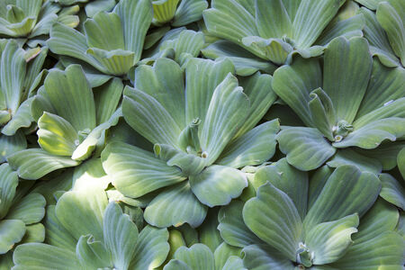 plantの写真素材