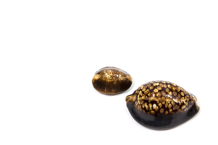 Beautiful shells as decoration beautiful の写真素材