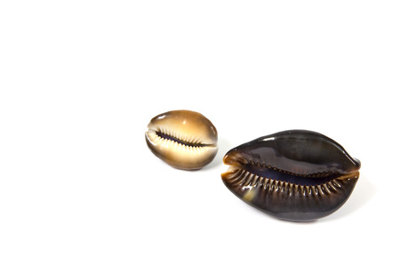 Beautiful shells as decoration beautiful の写真素材