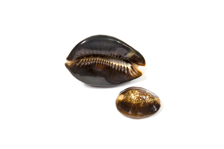 Beautiful shells as decoration beautiful の写真素材