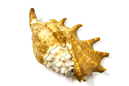 Beautiful shells as decoration beautiful の写真素材
