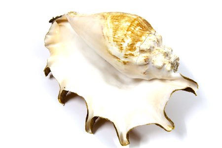 Beautiful shells as decoration beautiful の写真素材