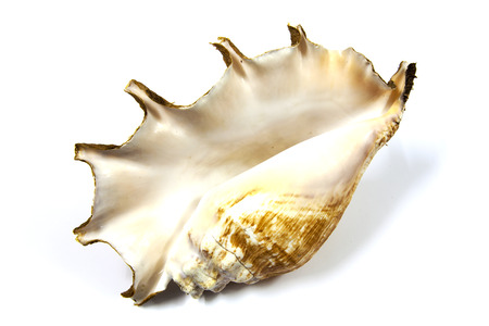 Beautiful shells as decoration beautiful の写真素材
