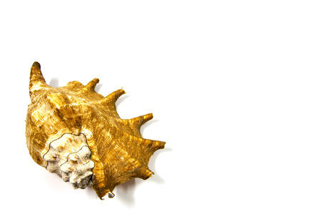 Beautiful shells as decoration beautiful の写真素材