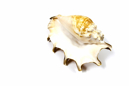 Beautiful shells as decoration beautiful の写真素材