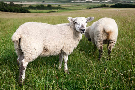Idyllic rural view of pretty farmland and healthy livestock, in the beautiful surroundings of the Cotswolds, England, UK.の写真素材
