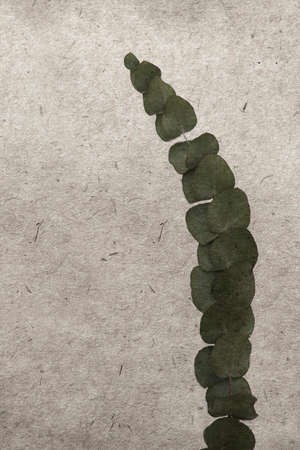 vintage wallpaper background with leaf of eucalyptusの写真素材