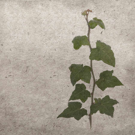green ivy on old grunge antique paper textureの写真素材