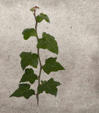 green ivy on old grunge antique paper textureの写真素材