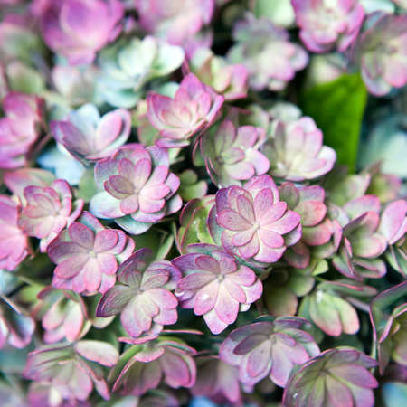 Succulent Plantの写真素材