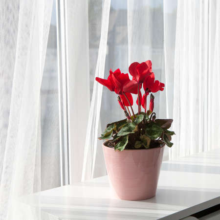 red cyclamen flowers in pot on a window in balconyの写真素材