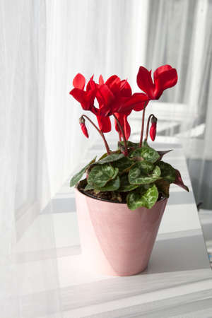 red cyclamen flowers in pot on a window in balconyの写真素材
