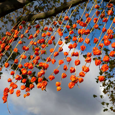 close up abstract of Physalis in little india diwali festival of lights in Londonの写真素材