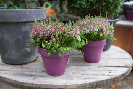 pink flower in pot at the wooden tableの写真素材
