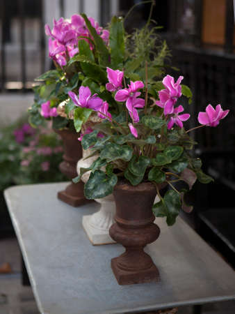 pink fresh cyclamen in wooden box for salingの写真素材
