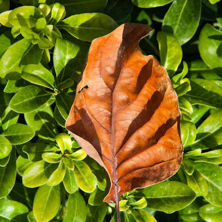 a dried leaf orange tree lies on the young green box tree leaves. Life and deathの写真素材