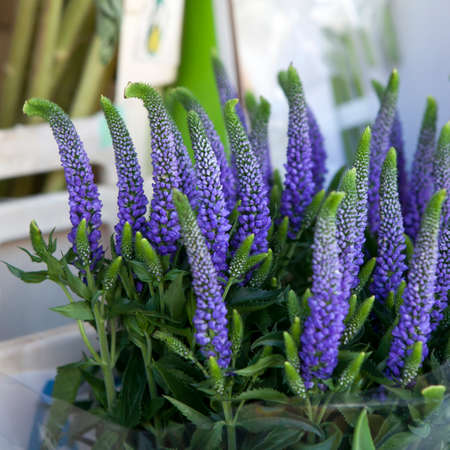 Beautiful Purple Spiked Speedwell
