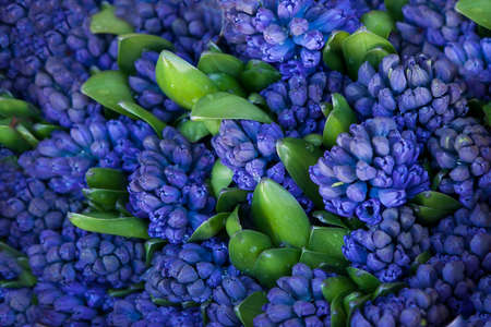 A bucket full of Hyacinthsの写真素材