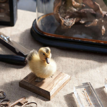 Taxidermy Stuffing chicken with wooden baseの写真素材