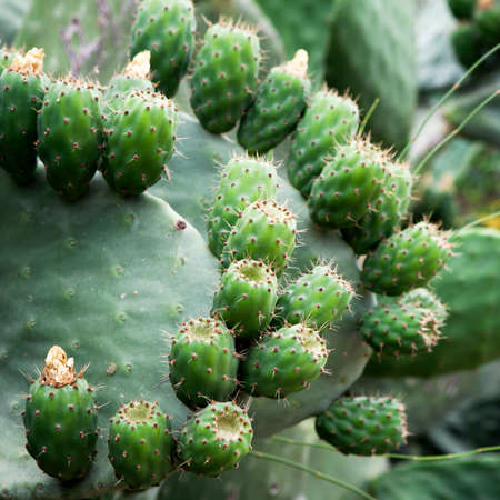 Sabra cactus green leaves