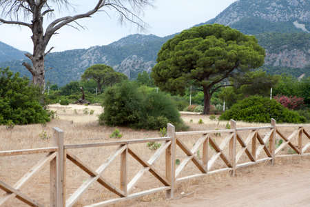 Cirali view with pinesの写真素材