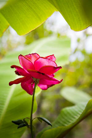 red rose on a background of banana leavesの写真素材