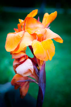 Canna generalis Wyoming flowerの写真素材
