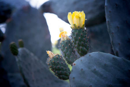 Blooming Prickly Pear or Paddle cactus with yellow flowers in Spring desert, Arizonaの写真素材
